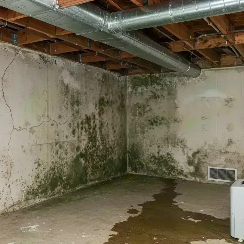 Professional Mold Removal in Linn County, MO